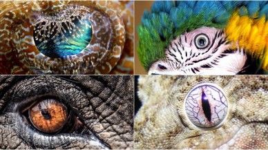 Dünyanın en büyüleyici gözlerine sahip canlıları onlar!