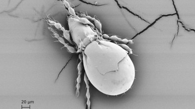 Tümü dişilerden oluşan ve cinsel ilişkiye girmeyen böceğin nasıl ürediği ortaya çıktı!