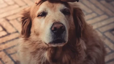 Köpekler,  insan davranışlarının kasıtlı olup olmadığını anlayabiliyor!