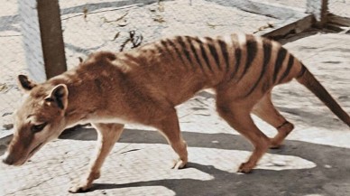 Yaşayan son tazmanya kaplanının görüntüleri renklendirildi