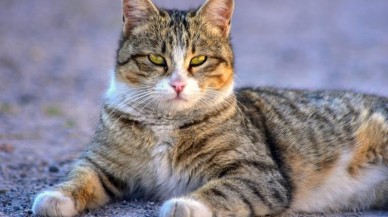 Kediler için zararlı olan yiyecekler hangileri? Hangi yiyecekler kediler için güvenli?