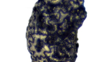 İnsanların 12 bin 300 yıl önce de tütün kullandığı anlaşıldı