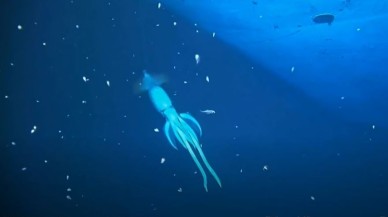 'İnsandan daha büyük' ​​gizemli deniz canlısı videoya yakalandı!