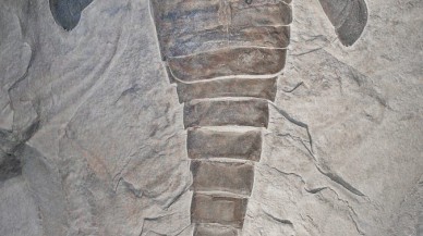 İnsan boyutundaki deniz akrepleriyle tanışın