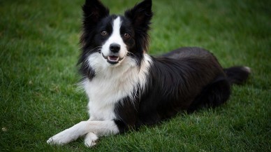 Sandığımızdan daha zekiler: 1 haftada 12 isim öğrenip 2 ay akıllarında tutuyorlar