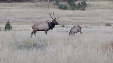 İki yıl boyunca boynunda araba lastiğiyle yaşadı!
