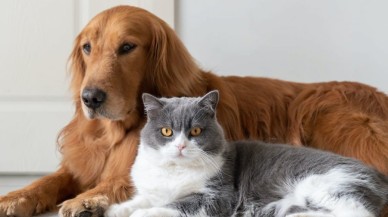 Kediler mi köpekler mi daha zeki? Uzmanlardan ilginç karar...