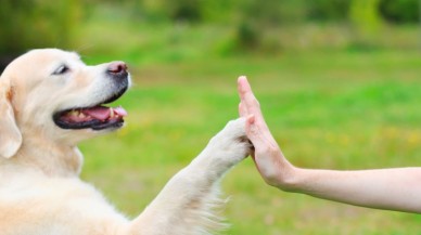 Köpekler ortalama 89 kelime anlayabiliyor