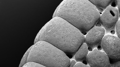 Bilim insanları,  deniz yıldızında elmas benzeri oluşumlar keşfetti!