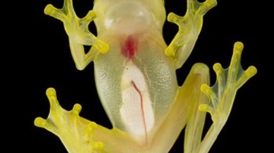 İki yeni kurbağa türü keşfedildi: İç organları tamamen görülebiliyor