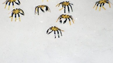 Karşınızda dünyanın en küçük uzaktan kumandalı robotu