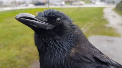 Kargalar uçmak için 'demokratik' bir süreç kullanıyor!