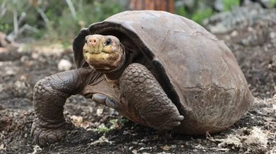 Nesli tükendiği düşünülen kaplumbağa,  100 yıl sonra ortaya çıktı