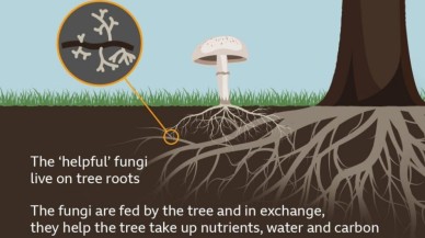 Bu mantarlar ormanları ayakta tutuyor!