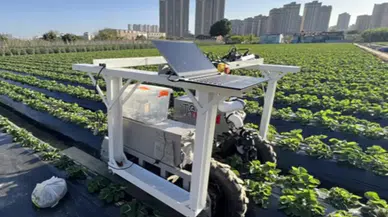 Çilek Hasadında Yeni Dönem: Yapay Zekâlı Robotlar Tarlaya İndi