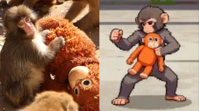 Japonya'daki Fenomen Yavru Maymun Punch'tan Esinlenen Ücretsiz Oyun: Zoo Fighter Nedir?