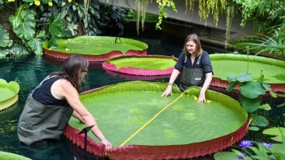 Dev bir nilüfer çiçeği tür bulundu! Dünyanın en büyüğü