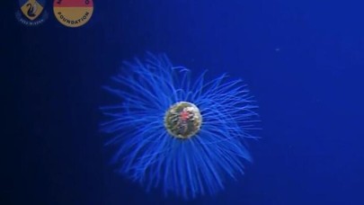 Bu gördüğünüz canlı,  okyanusun 5.000 metre derinliğinde görüntülendi