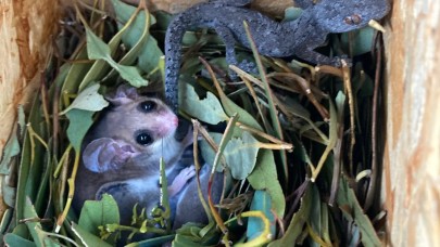 Bir kertenkele ve sıçan ailesi ev arkadaşı oldu!
