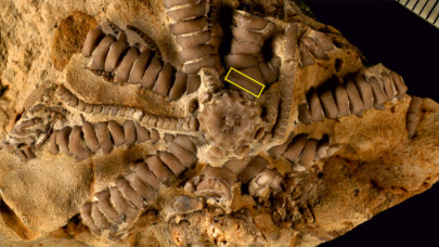 Jurassic döneminde yaşamış deniz zambağına 'Zelenski' adı verildi!