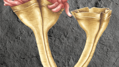 Dünyanın bilinen en eski yırtıcısı keşfedildi!