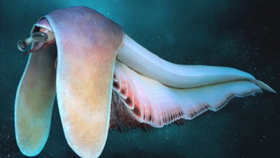 Çok parçalı bedene sahip eklembacaklı: Balhuticaris voltae