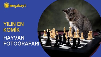 2022 Komik Hayvan Fotoğrafları Yarışması'nın finalistleri belli oldu!