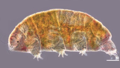 Yeni su ayıları türü keşfedildi!