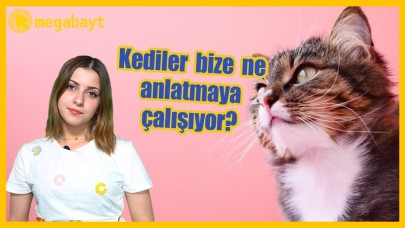 6 TUHAF KEDİ DAVRANIŞI VE BUNLARIN ANLAMLARI