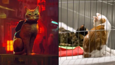 Stray,  sokak kedileri için para topladı!