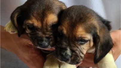 Klonlanmış deri hücrelerinden genetiği değiştirilmiş köpekler oluşturuldu!