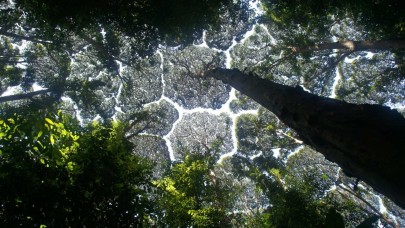 Taç utangaçlığı nedir? Sosyal mesafeye dikkat eden ağaçlar