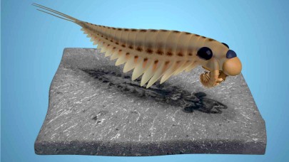 3 gözlü bir canlının fosilleşmiş beyni keşfedildi!