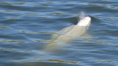 Fransa'da mahsur kalan balina,  çevreciler tarafından beslenmeye başladı!