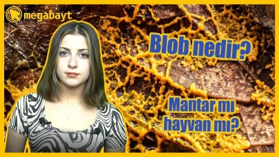 Ne bitki ne de hayvan: 720 cinsiyetli blob nedir?