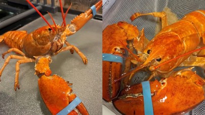 Nadir ıstakoz,  restoranda yemek olmaktan kurtarıldı!