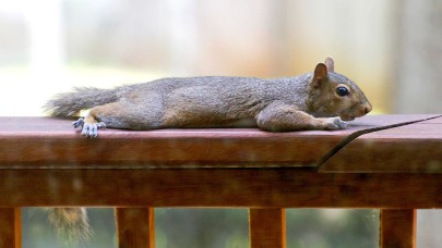 Yetkililer,  yerde yatan sincaplar için endişe yapmayın çağrısı yaptı!