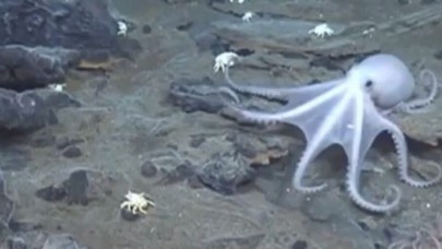 'Hayalet Ahtapot' bilim dünyasını şaşkına çevirdi!