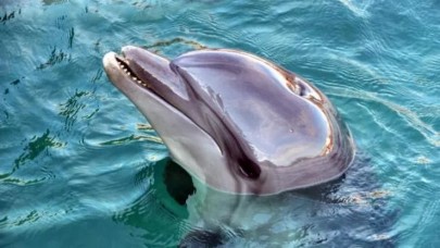 Japonya,  psikopat bir yunus arıyor! 6 kişiye saldırdı