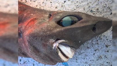 Korku filmlerinden fırlamış gibi gözüken bir köpekbalığı keşfedildi!