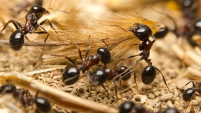 Dünya’daki karınca sayısı hesaplandı: 20.000.000.000.000.000