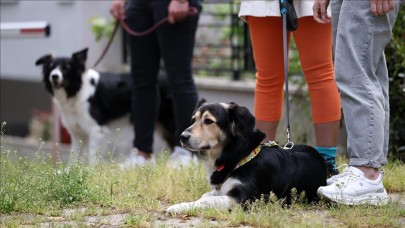 Sadık dostlarımız köpekler bunu da yapabiliyormuş: Stresin kokusunu alıyorlar!