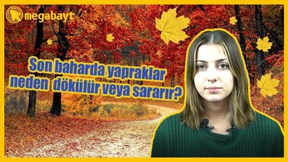 Sonbaharda yapraklar neden renk değiştirir?