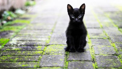 Kediniz onunla konuşurken kullandığınız 'özel ses tonunu' ayırt edebiliyor