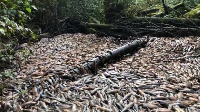 Tek bir nehirde onbinlerce somon öldü: İşte o korkunç görüntü - VİDEO