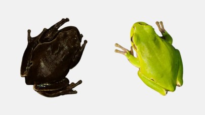 Çernobil çevresindeki kurbağalar evrimleşiyor