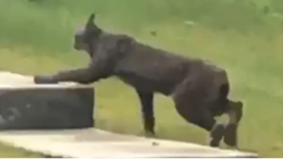 Tarihte ilk kez bir siyah vaşak görüntülendi - VİDEO