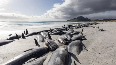 Karaya vuran 477 balina can verdi! Görüntüler çok üzücü...
