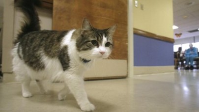 'Ölümü tahmin eden' kedi Oscar'ın garip hikayesi,  bilim insanlarına ilham veriyor