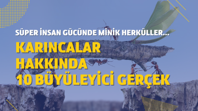 Karıncalar ile ilgili akıllara durgunluk veren 10 gerçek